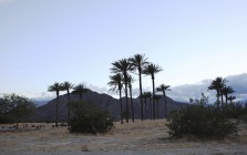 Coachella