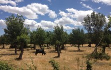 Bulls in Spain