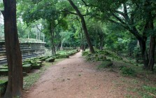 Forest in Angkor Wat