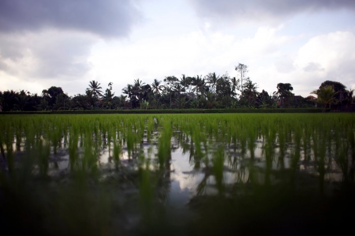 Rice Paddies in Ubud, Bali