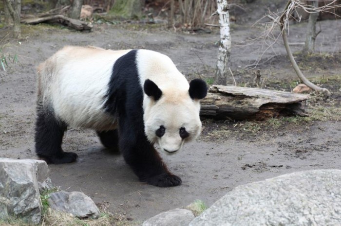 Panda In Viennas Zoo The Wrong Way Home