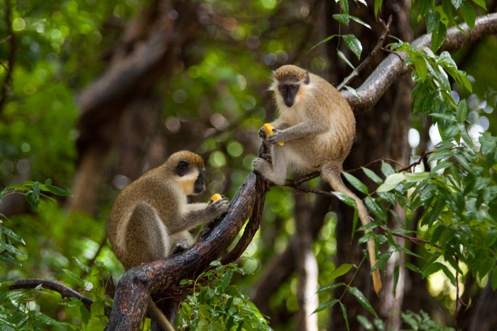 Barbados-Wildlife-Reserve