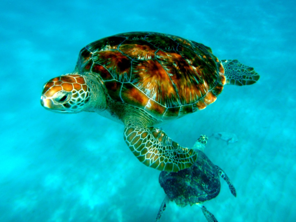 Snorkel with Turtles.