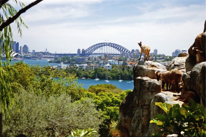 Sydney Zoo Visit