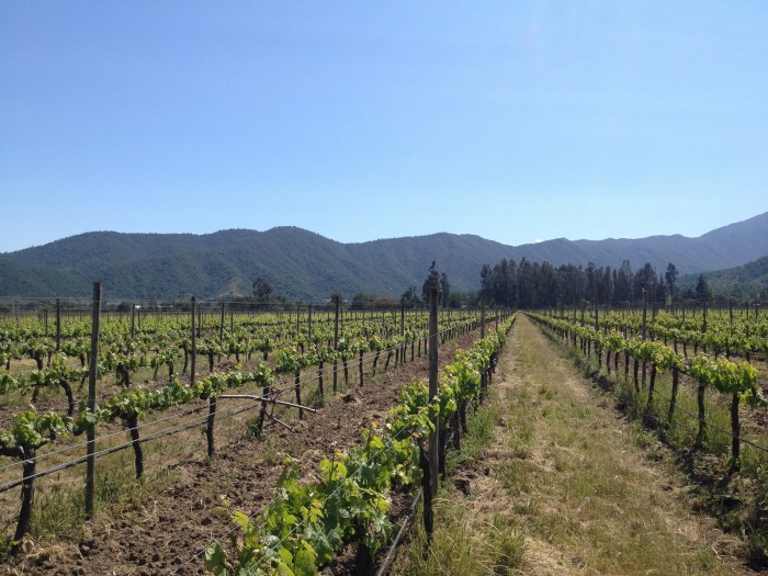 CasablancaValley_Chile_VinaVeramonte_JamesonFink_BY-CC