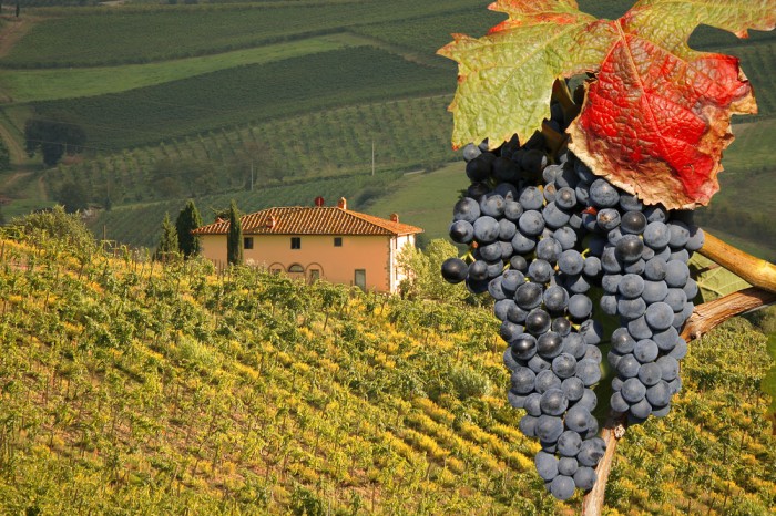 Vineyeard-in-Chianti-Tuscany-Italy-famous-landscape