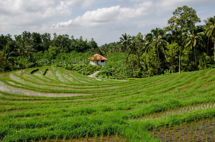 rice-terraces-384666_1280