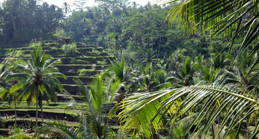 Top Things to do in Ubud