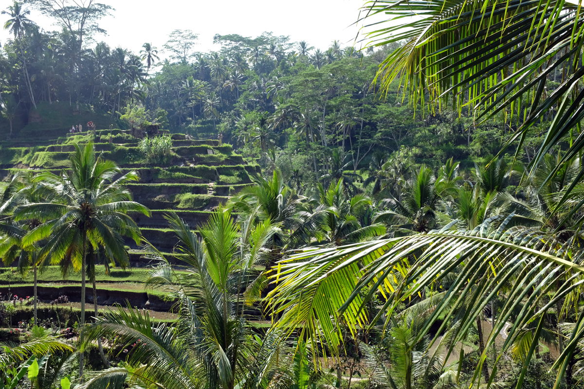 Top Things to do in Ubud