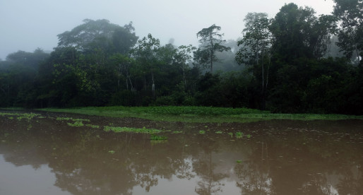 Adventures in the Amazon