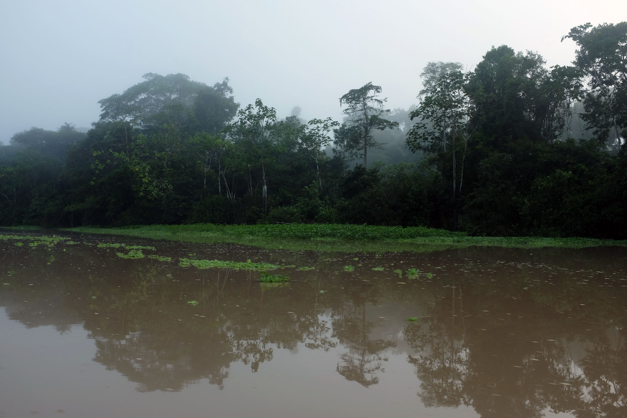 Adventures in the Amazon