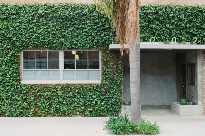 building-house-overgrown