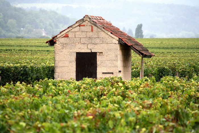 1024px-Vineyard_in_Burgundy,_France