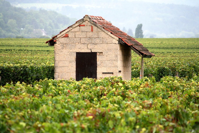 1024px-Vineyard_in_Burgundy,_France