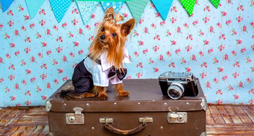Tips For Moving Pets Overseas