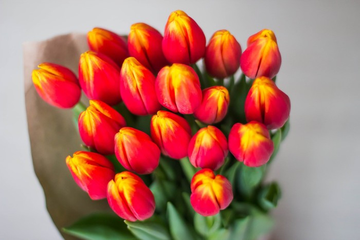 tulips-1228320_960_720