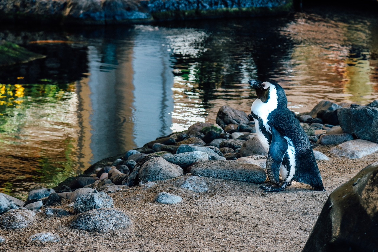 [3] maui-penguin-bird-wildlife-wild-nature