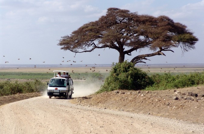 The Ultimate Guide to Experiencing Wildlife in Its Natural Environment