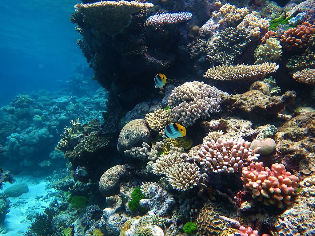 Great_barrier_reef