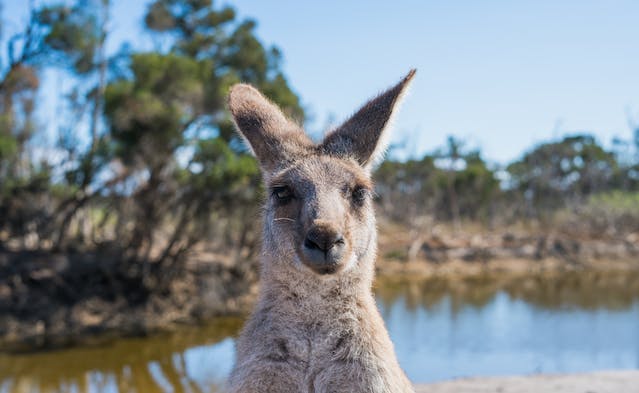 name an animal you might find in australia