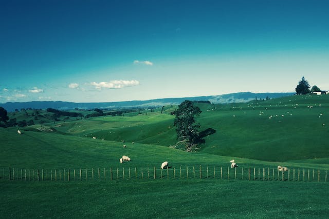 new zealand cities