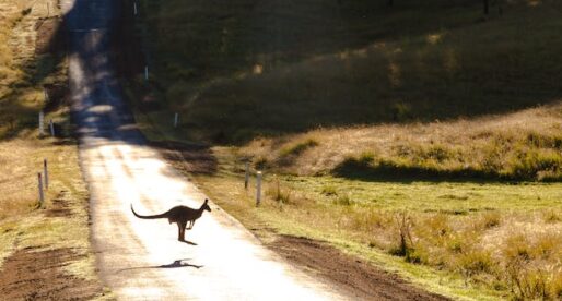 Name an Animal You Might Find in Australia: A Guide to the Country’s Unique Wildlife