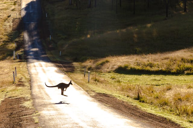 Name an Animal You Might Find in Australia: A Guide to the Country’s Unique Wildlife