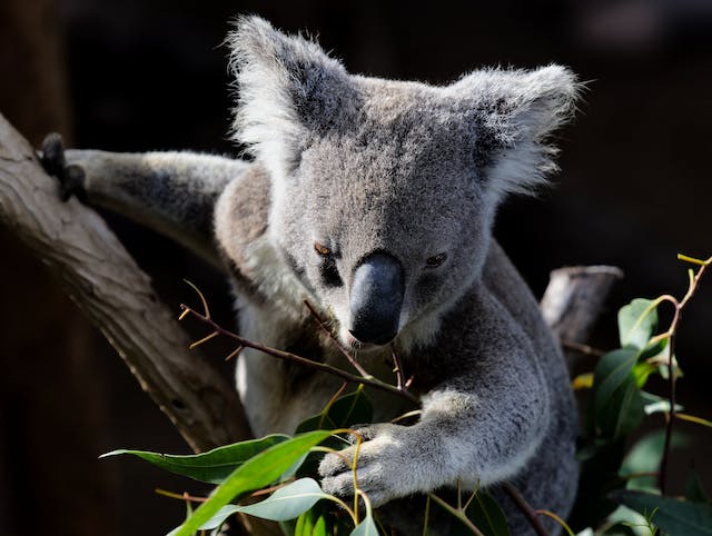 name an animal you might find in australia