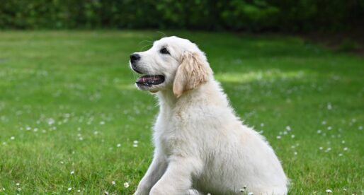 How to Create a Pet-Friendly Garden with Artificial Grass