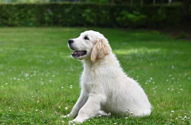 How to Create a Pet-Friendly Garden with Artificial Grass