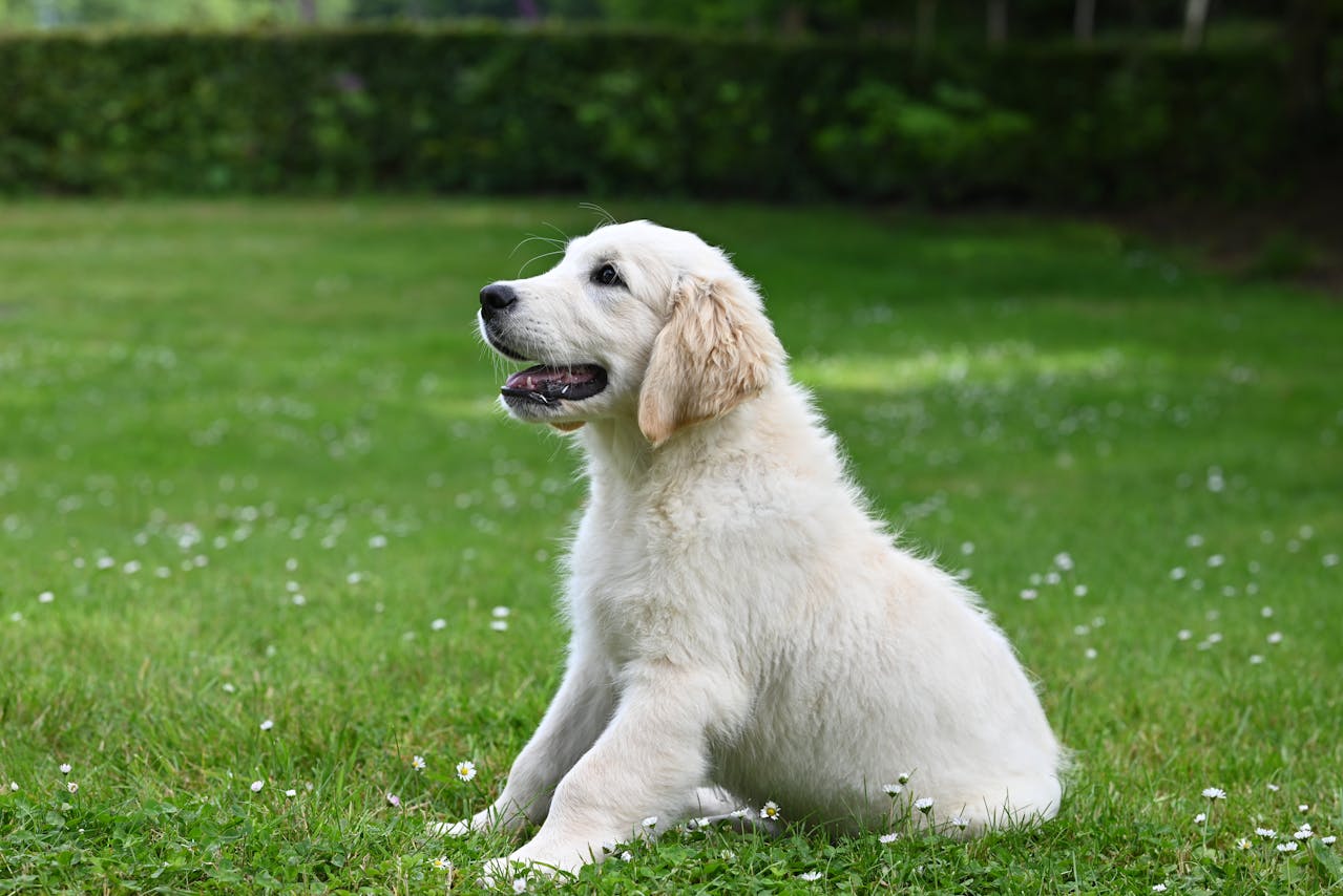 How to Create a Pet-Friendly Garden with Artificial Grass