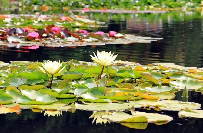 The Benefits of Professional Pond Maintenance for Homeowners
