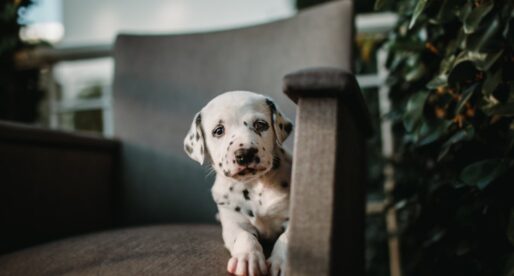 Your Go To Solution For Pet Dander