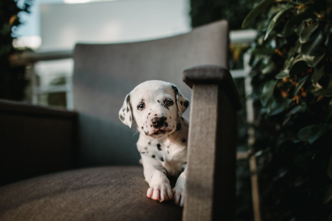 Your Go To Solution For Pet Dander